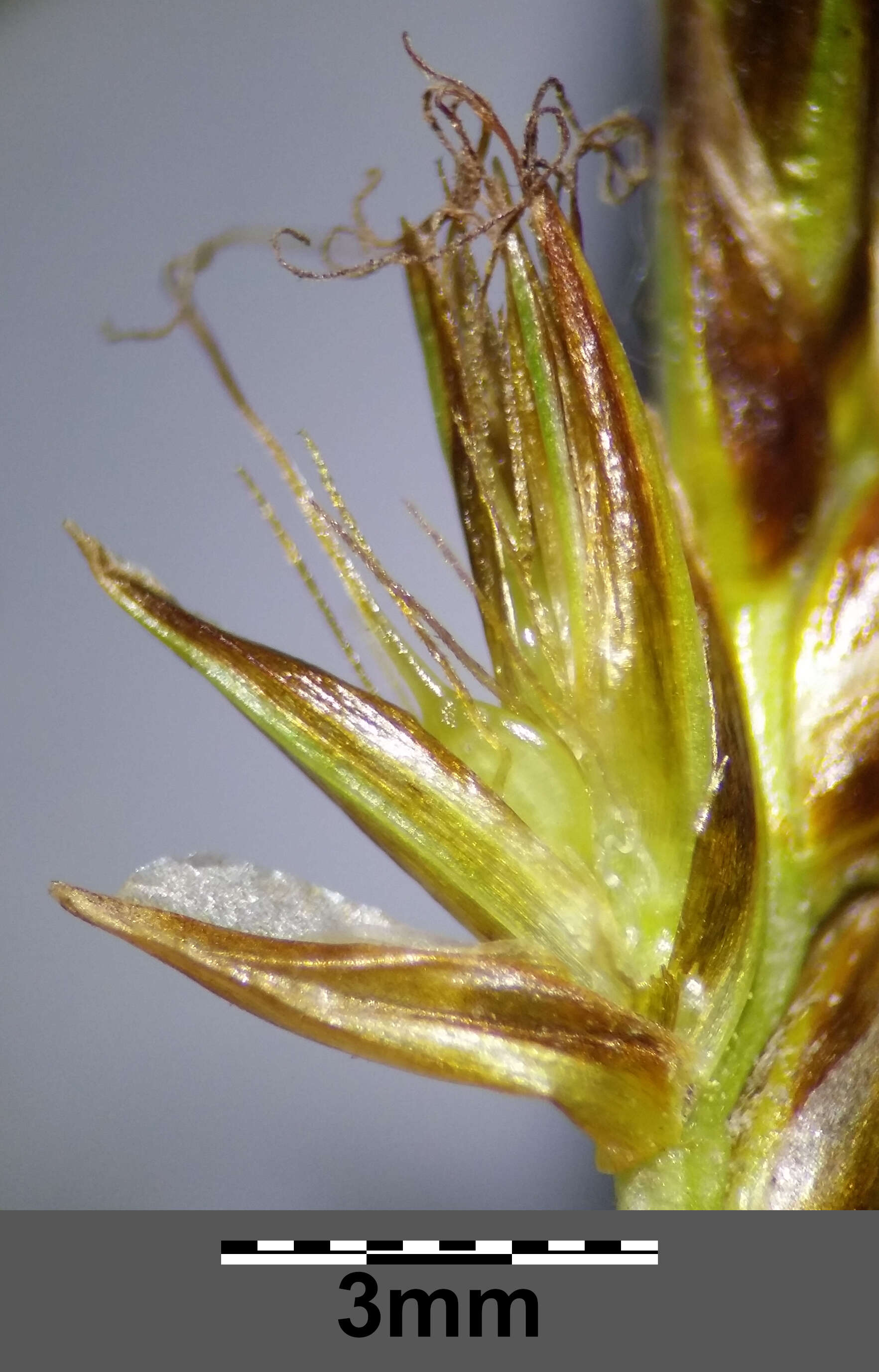 Image of Flat-sedge