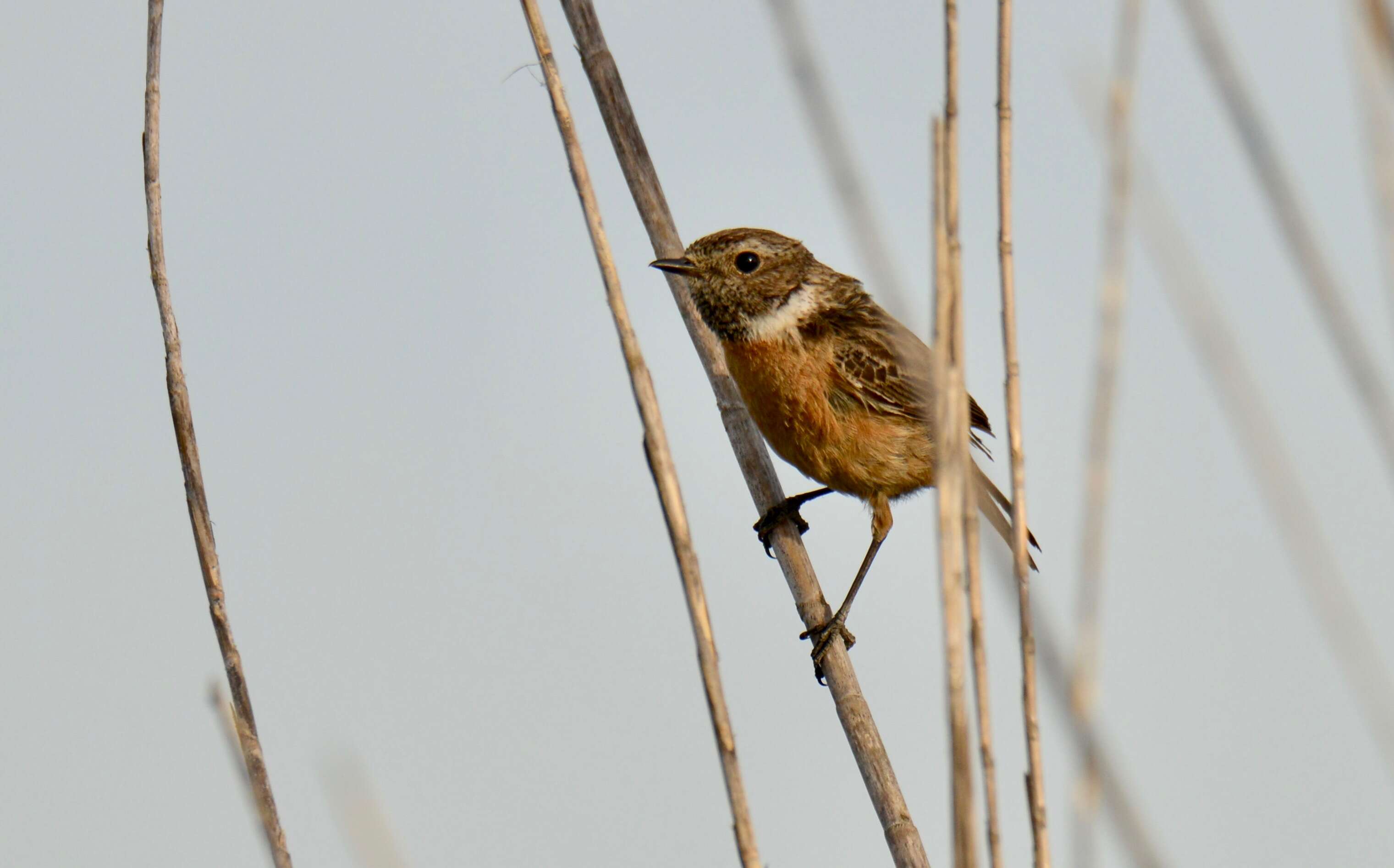 Image of African Stonechat