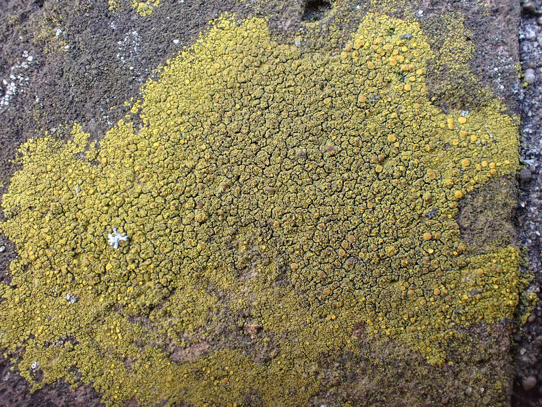 Image of eggyolk lichen