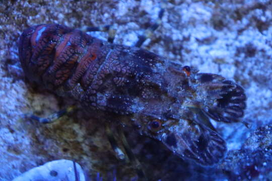 Image of Small European Locust Lobster