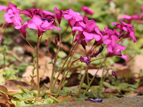 Image of Oxalis brasiliensis Lodd.