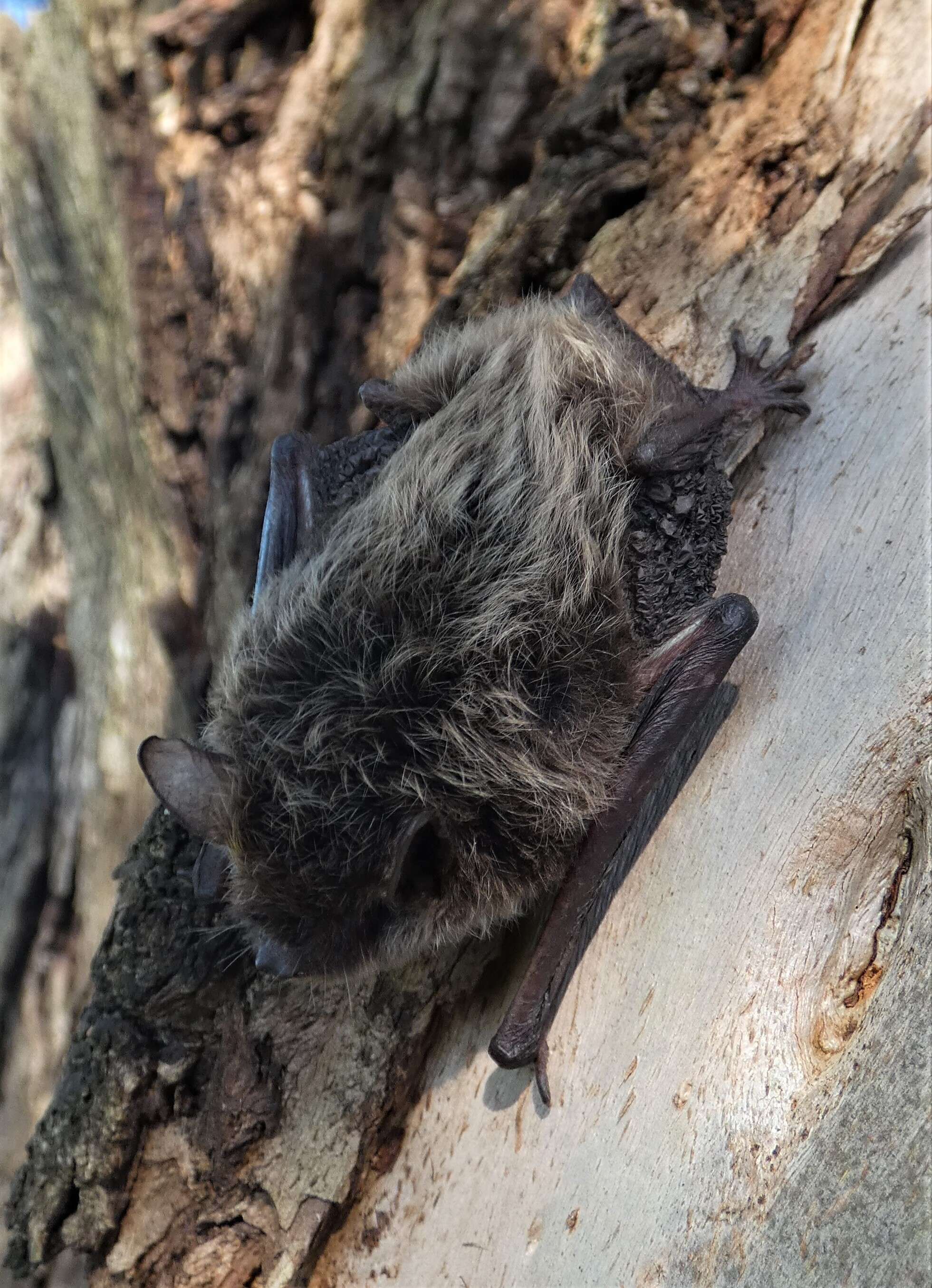Image of Silver-tipped Myotis