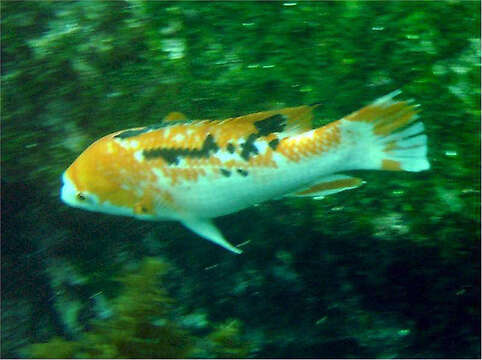 Image of Harlequin wrasse