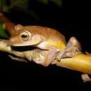 Image of Tree frog