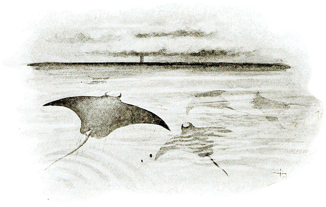 Image of Chevron Manta Ray