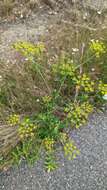 Image of wild parsnip