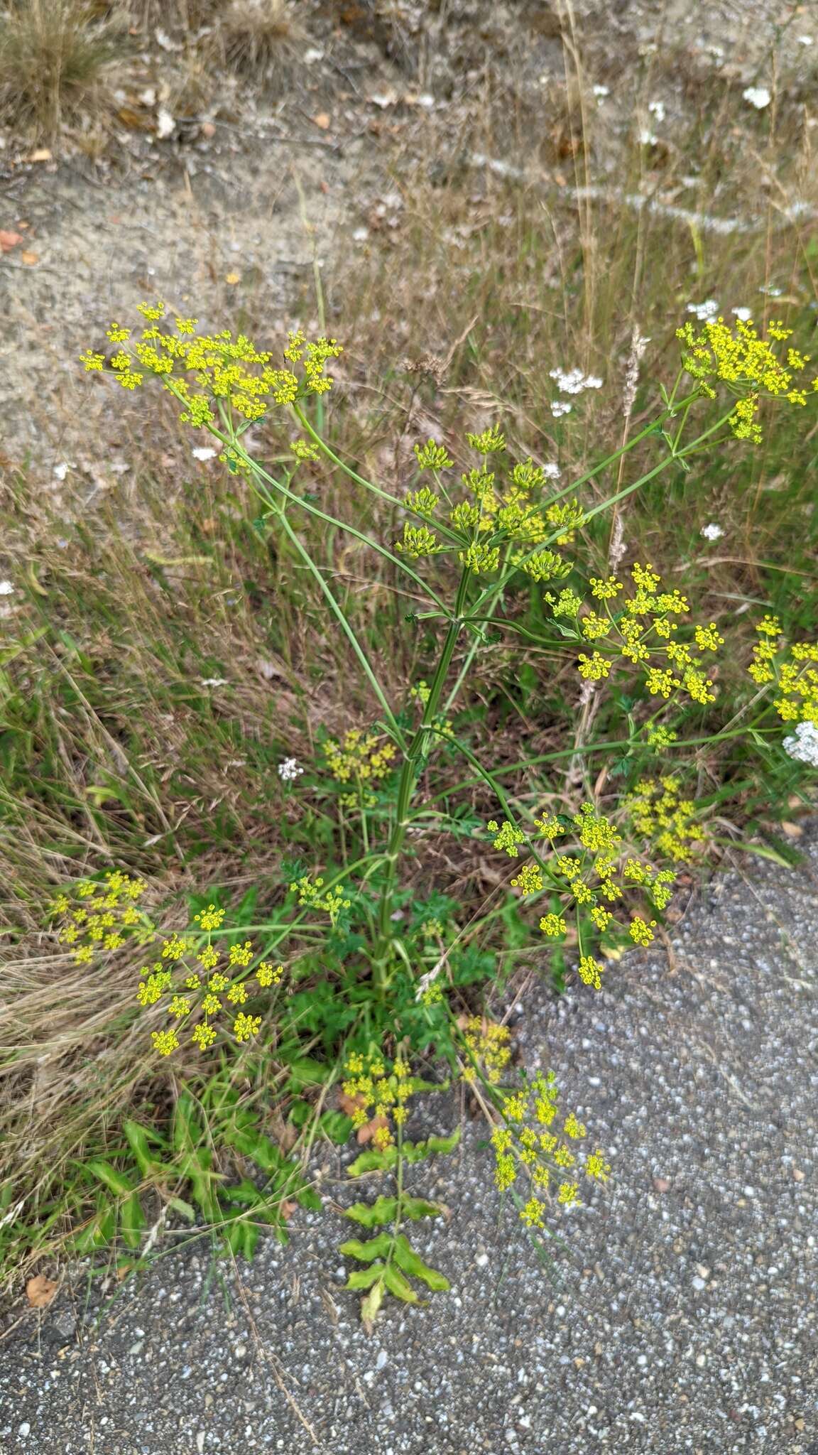 Image of wild parsnip