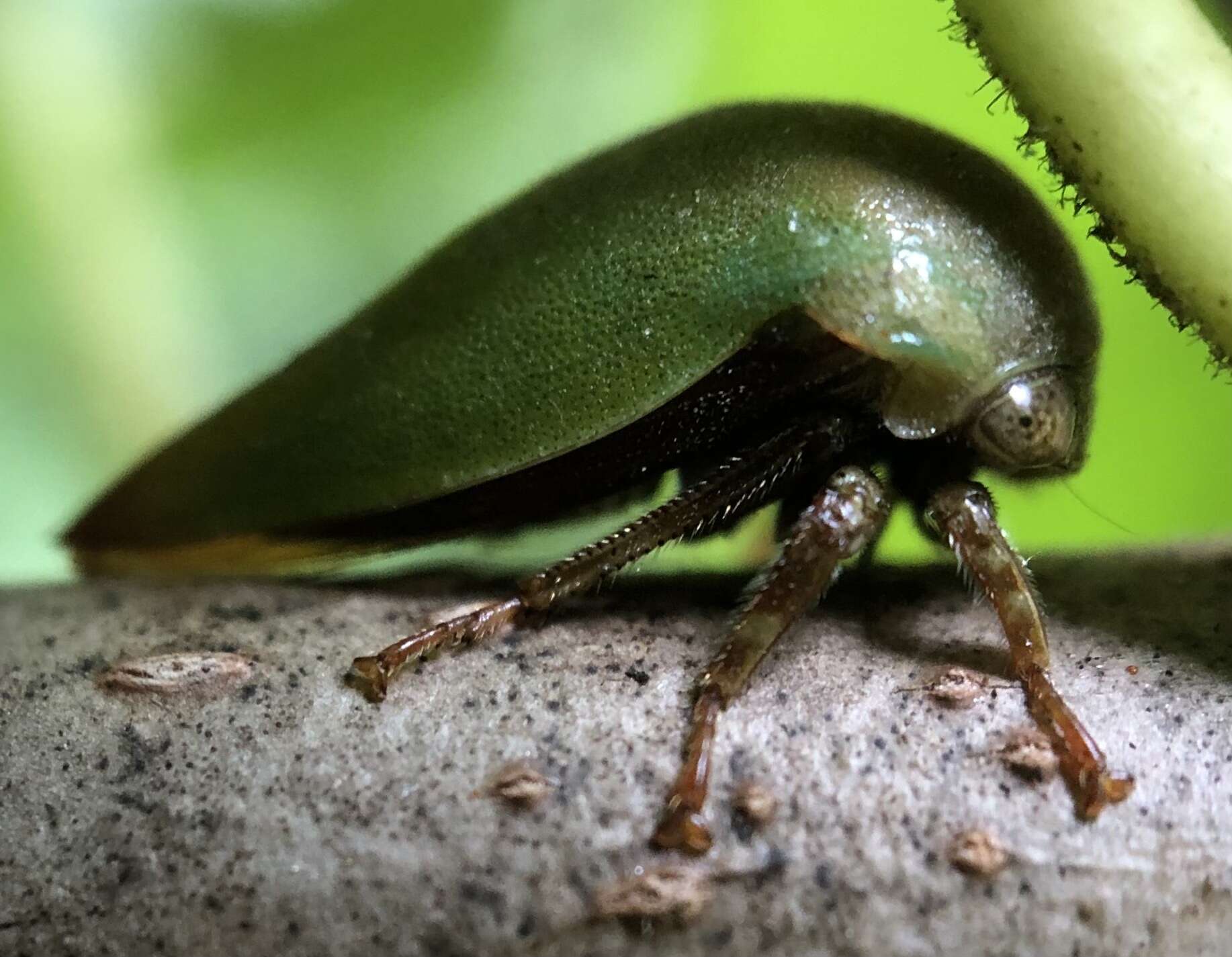 Image of <i>Hebetica sylviae</i>