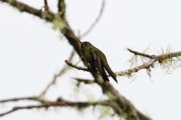 Image of Rufous-capped Thornbill