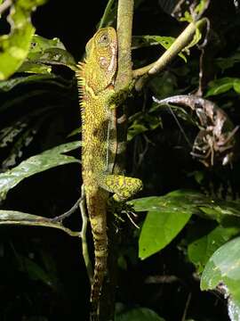 Image of Broad-headed woodlizard