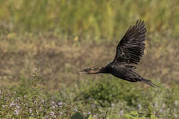 Image of Pygmy Cormorant