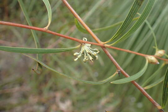 Image of Hakea falcata R. Br.