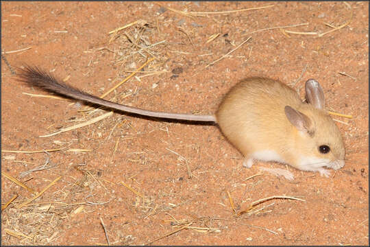 Image of dusky hopping mouse