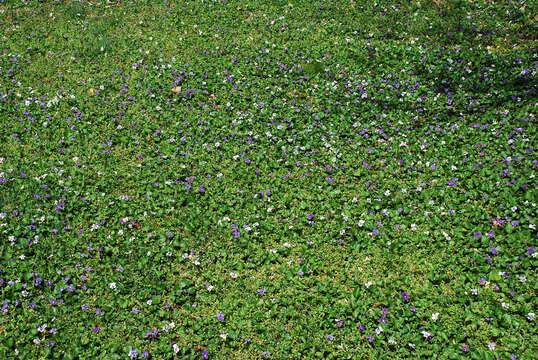 Image of common blue violet