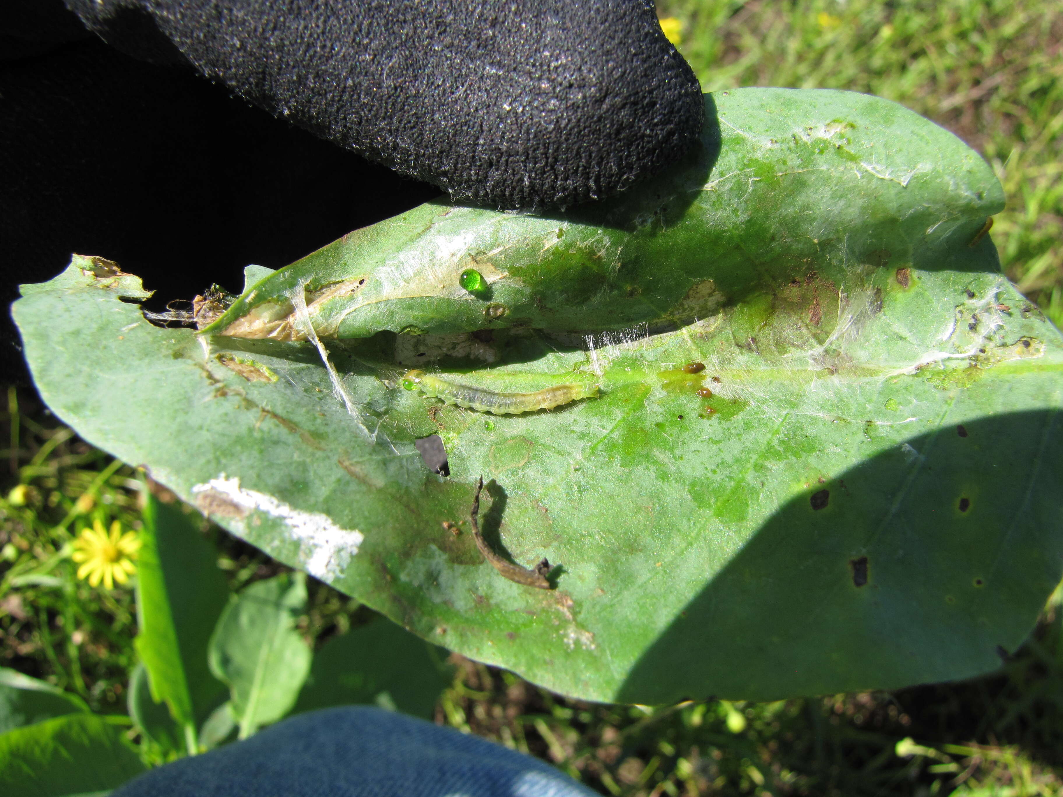 Image of tree tobacco