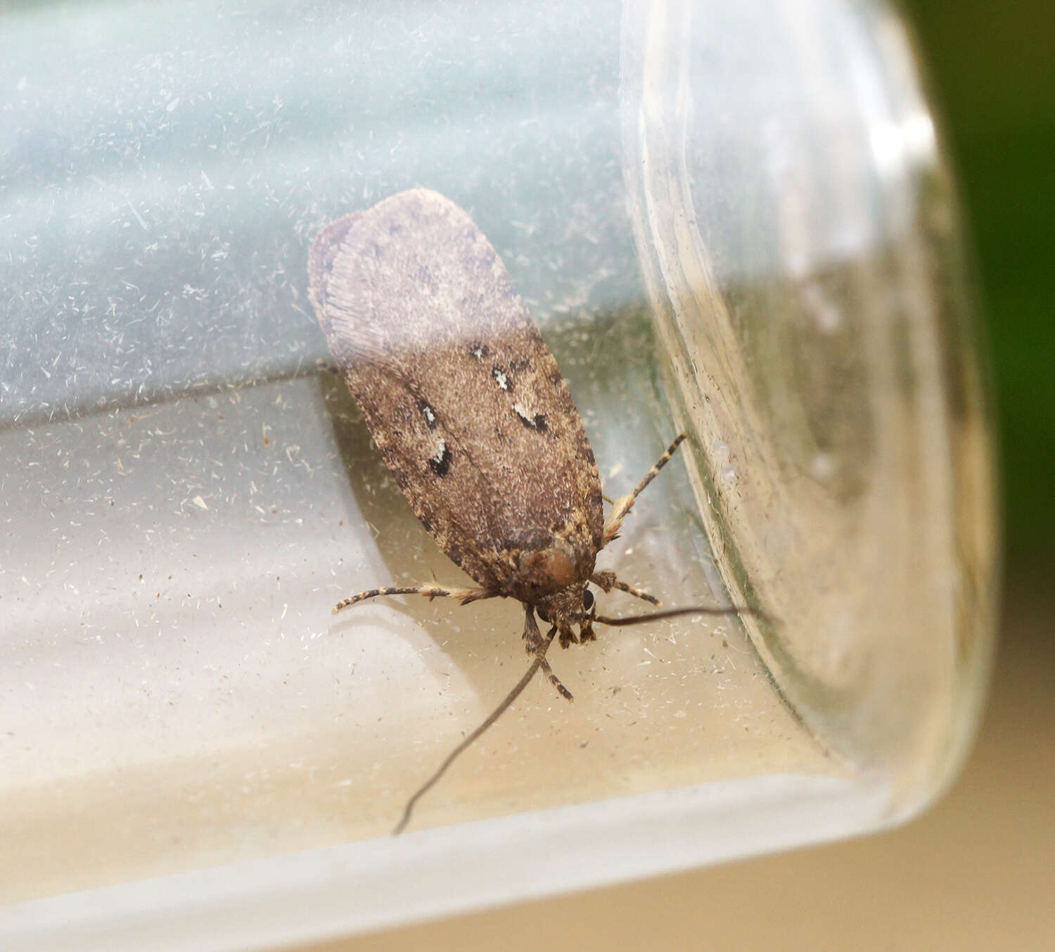 Image of Agonopterix heracliana Linnaeus 1758