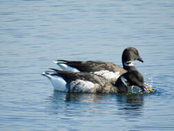 Image of Grey-bellied Brent Goose