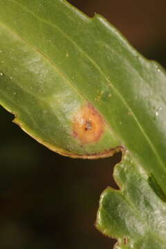 Image of Puccinia dioicae Magnus 1877