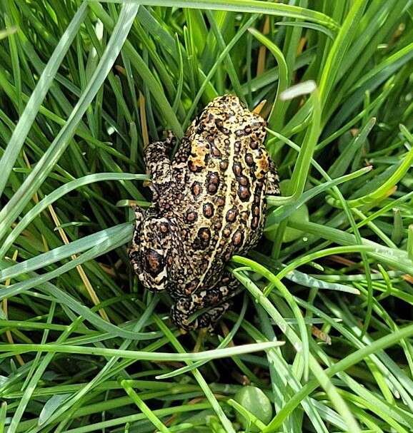 Image of Anaxyrus williamsi (Gordon, Simandle & Tracy 2017)