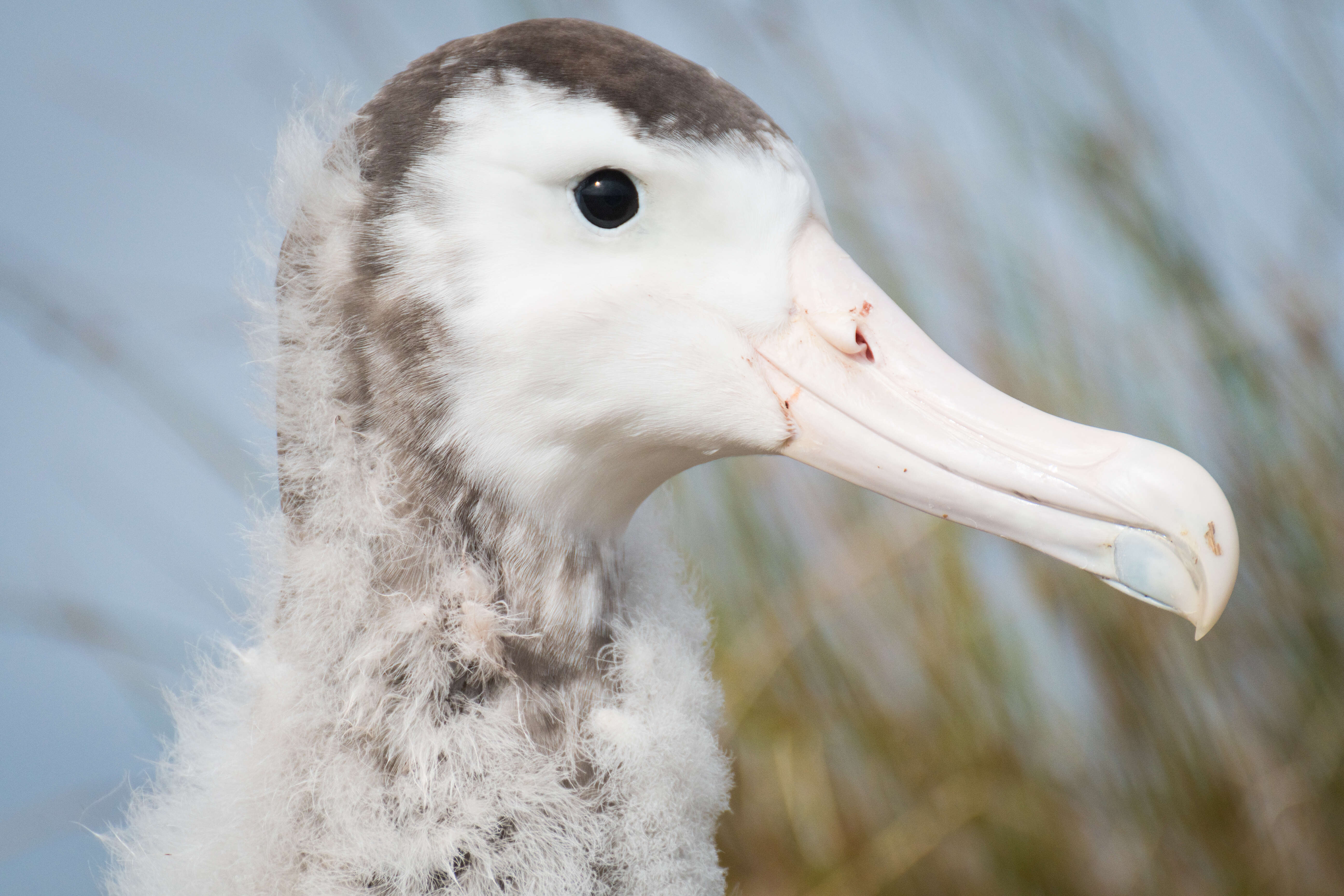 Image of Amsterdam Albatross