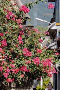 Слика од Bougainvillea