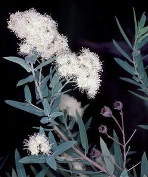 Angophora melanoxylon F. Müll. ex R. T. Baker的圖片