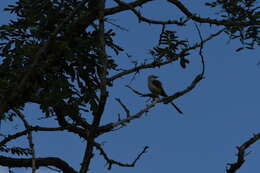 Image of Scissor-tailed Flycatcher