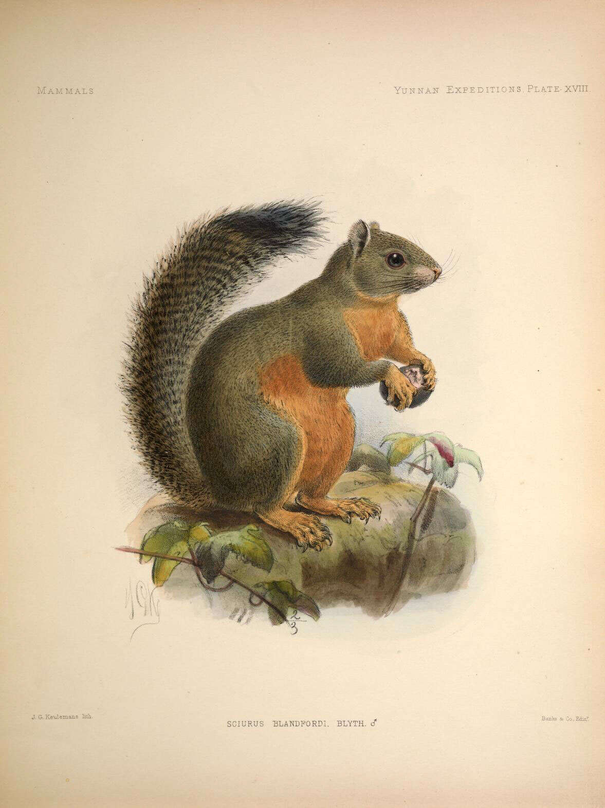 Image of Phayre's Squirrel