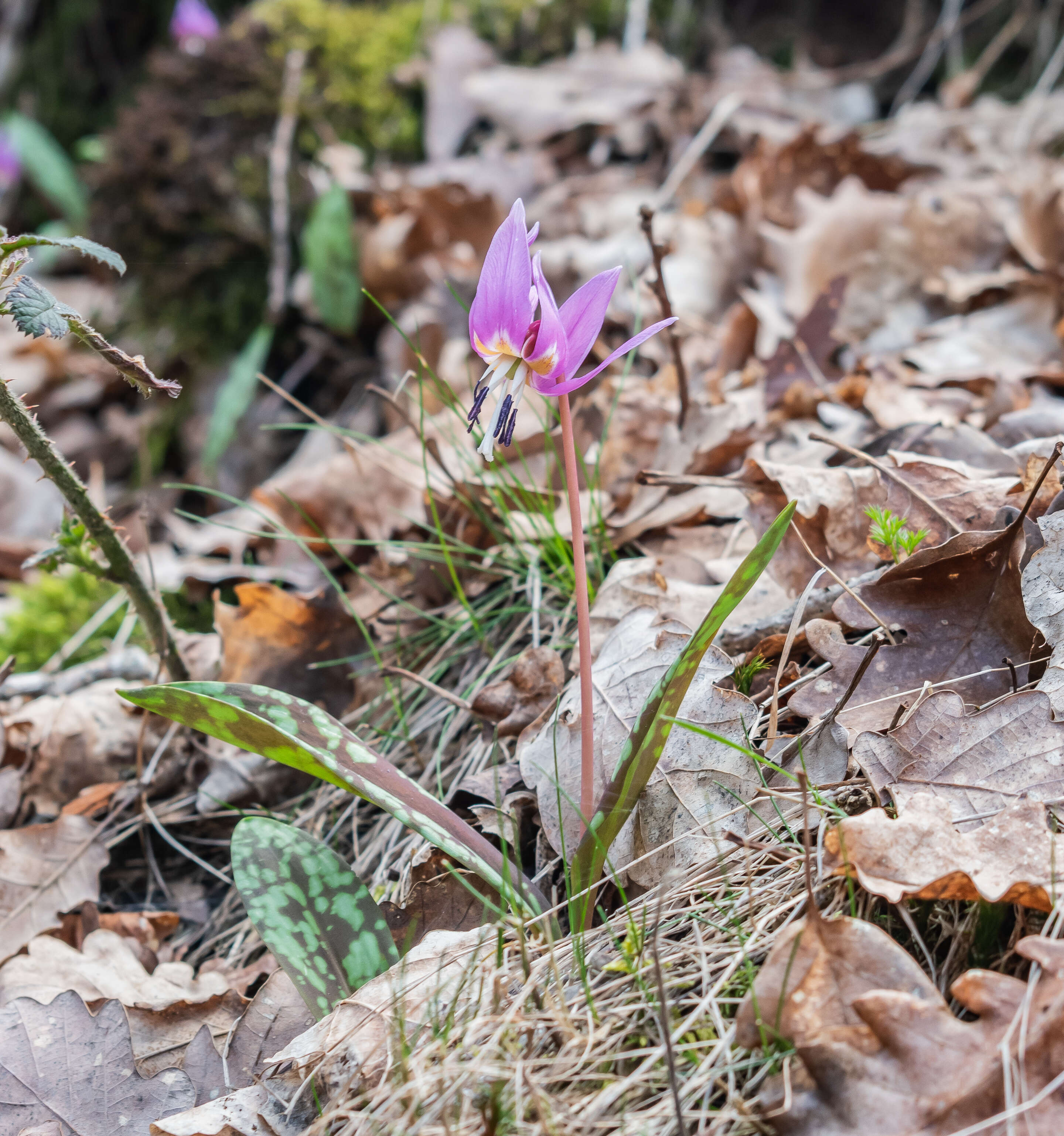 Image of Dog tooth lily