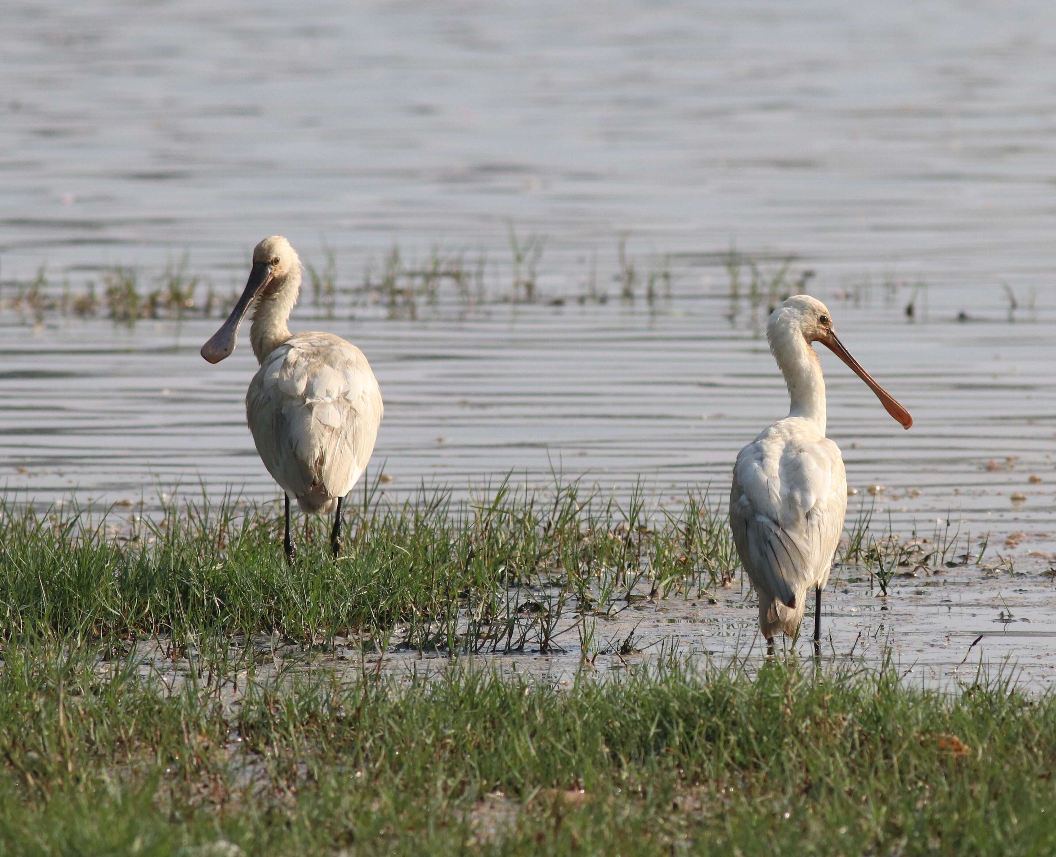 Image of spoonbill, eurasian spoonbill