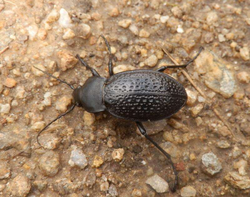 Image of true ground beetle genus