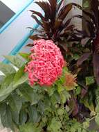 Image of ixora