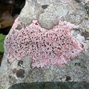 Image of wart lichen