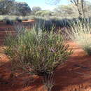 صورة Eremophila homoplastica (S. Moore) C. A. Gardner