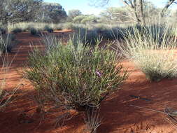 صورة Eremophila homoplastica (S. Moore) C. A. Gardner