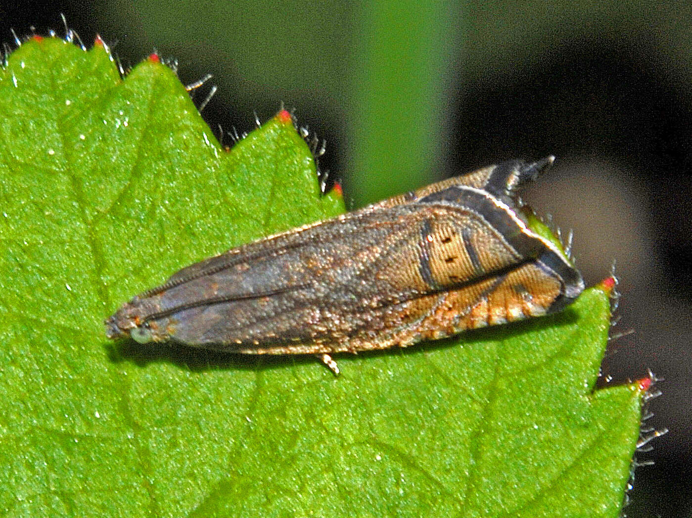 Image of Grapholita gemmiferana Treitschke 1835