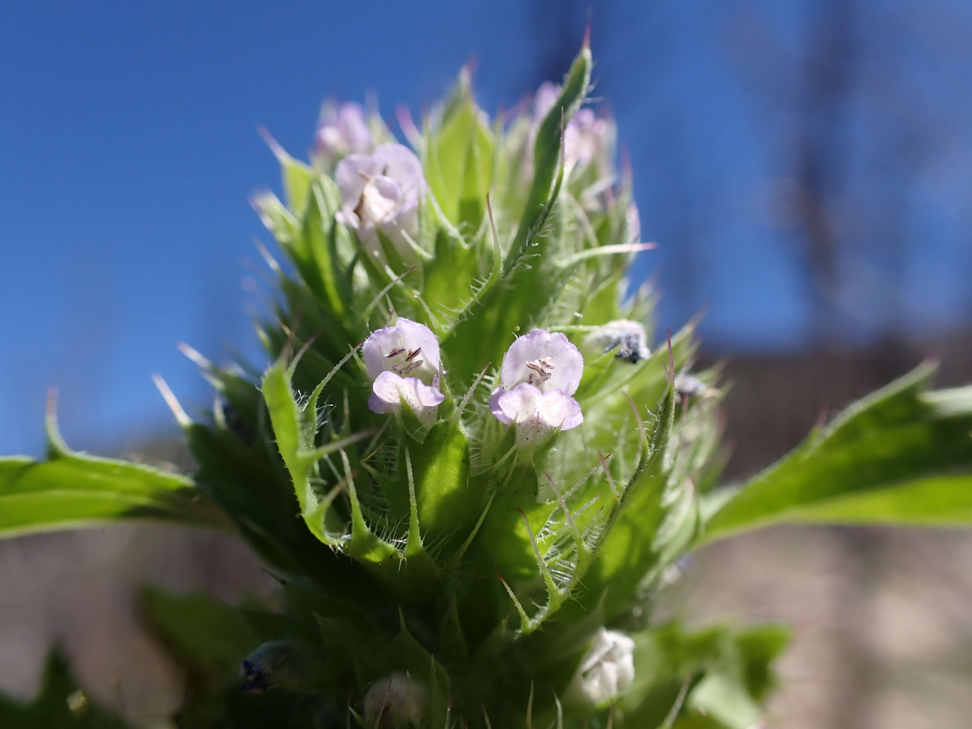 Image de dracocéphale à petite fleur