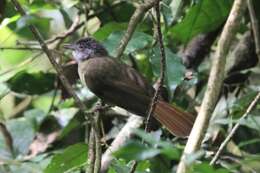 Image of White-throated Greenbul