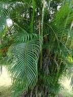 Image of Areca Palm