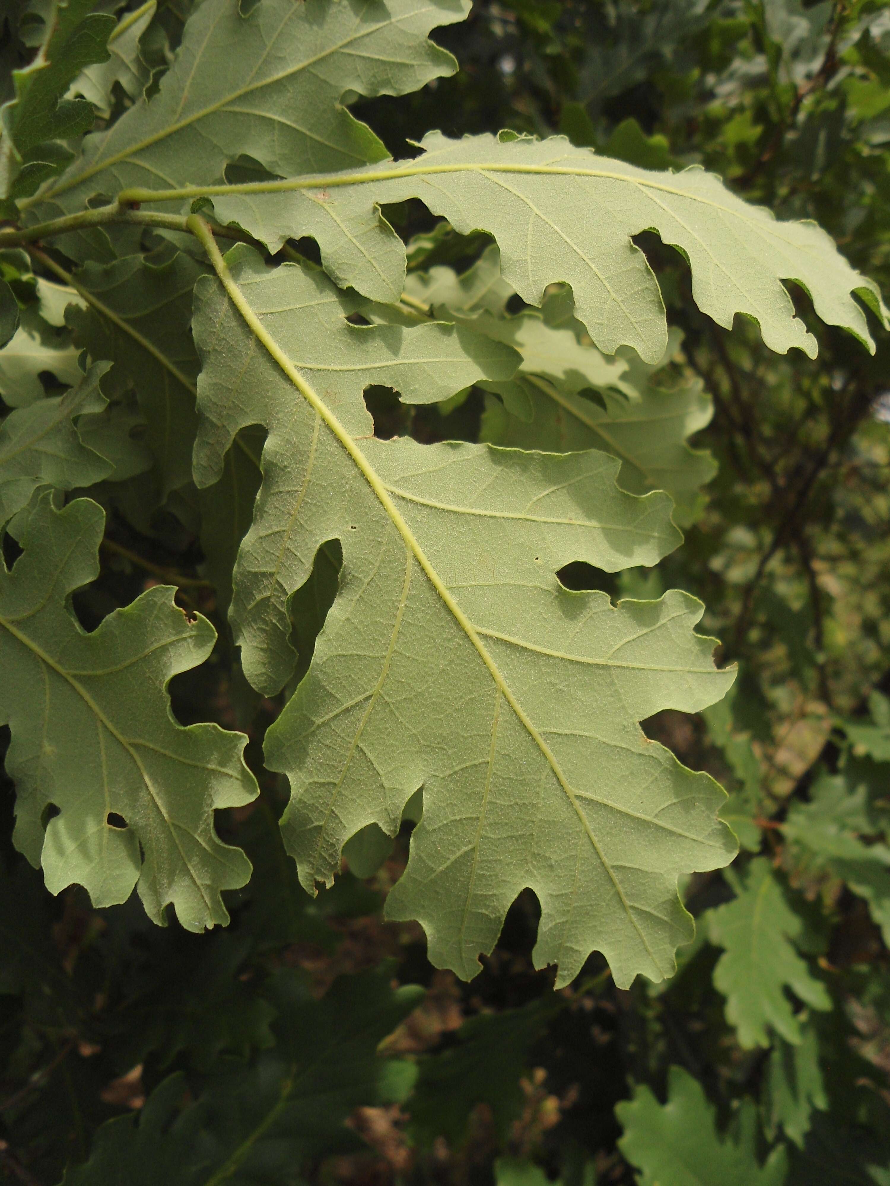 Image of Dalechamp's Oak