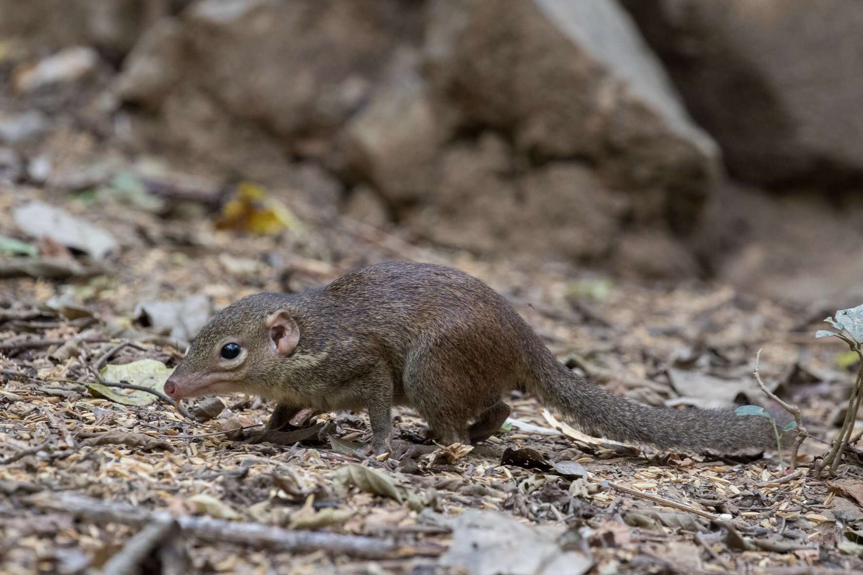 Image of Northern Tree Shrew