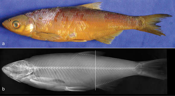 Image of Alburnus sarmaticus Freyhof & Kottelat 2007