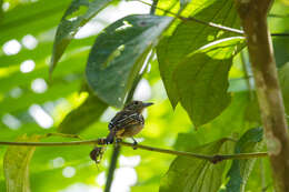 Image of Black-crowned Antshrike