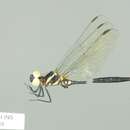 Image of Aethiothemis basilewskyi Fraser 1954