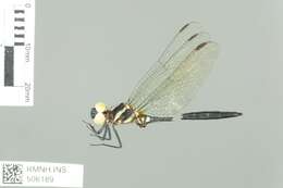 Image of Aethiothemis basilewskyi Fraser 1954