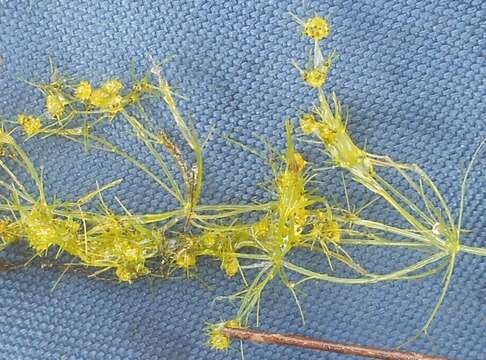 Image of Slimy-fruited Stonewort