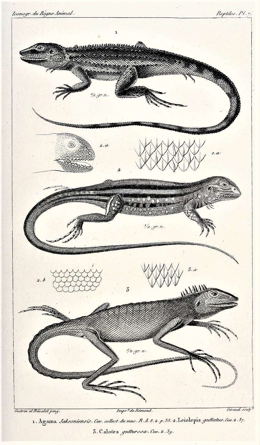 صورة Leiolepis guttata Cuvier 1829