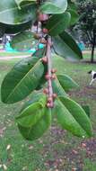 Image of Jamaican cherry fig