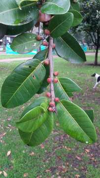 Image of Jamaican cherry fig