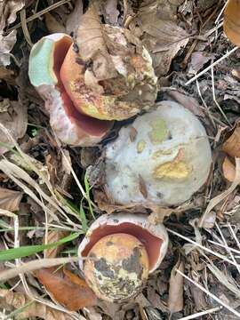 Image of Devil's bolete